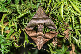 Image of Half-blind Sphinx