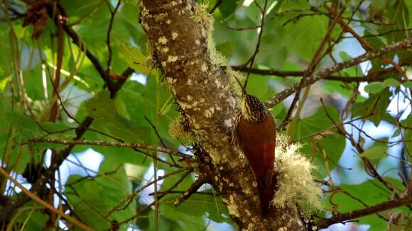 Image of White-striped Woodcreeper