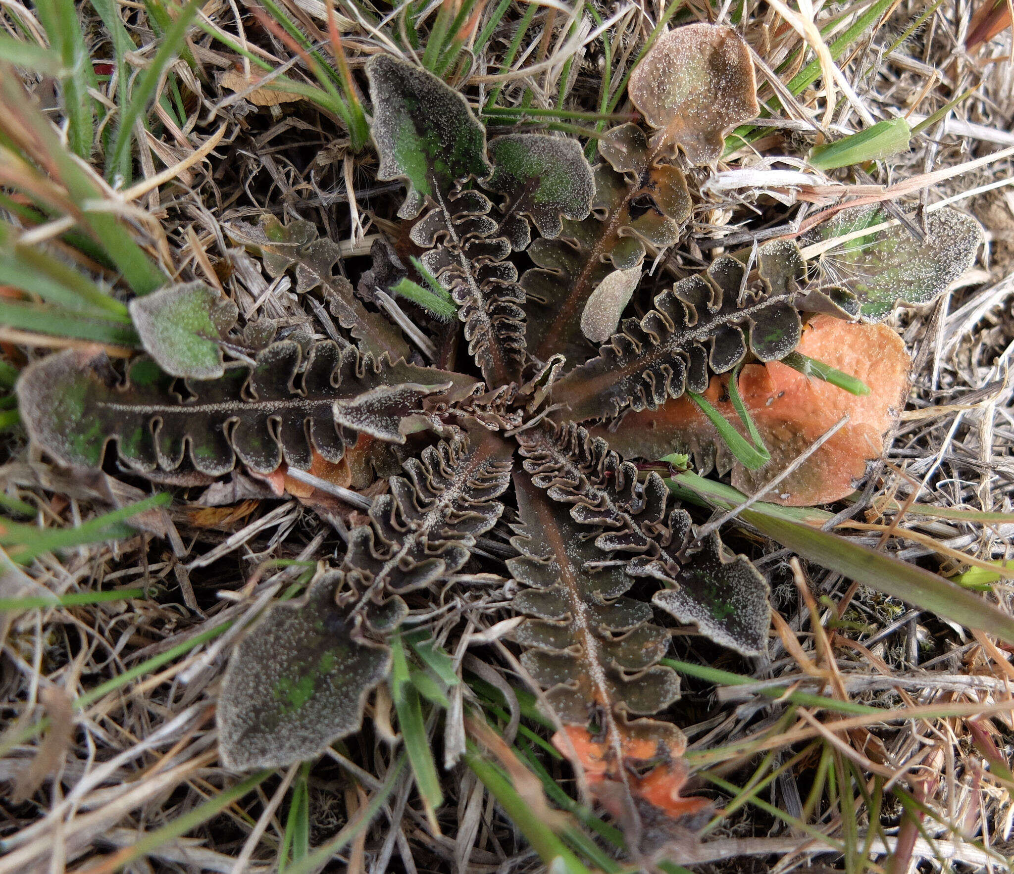 Image of Sonchus novae-zelandiae (Hook. fil.) Benth. & Hook. fil.