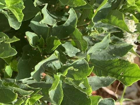 Neuracanthus africanus T. Anders. ex S. Moore resmi