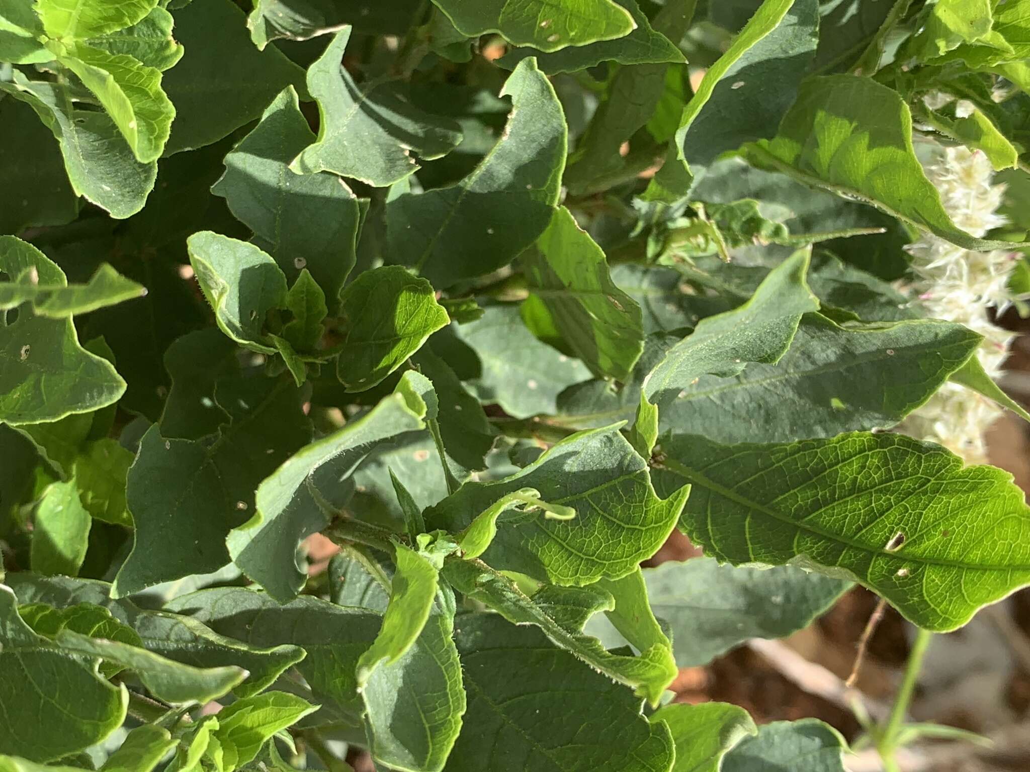 Neuracanthus africanus T. Anders. ex S. Moore resmi