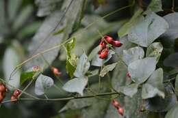 Image of Rhynchosia amabilis Grear