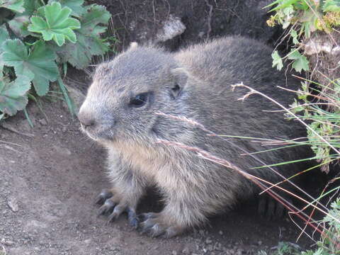 Imagem de Marmota marmota (Linnaeus 1758)