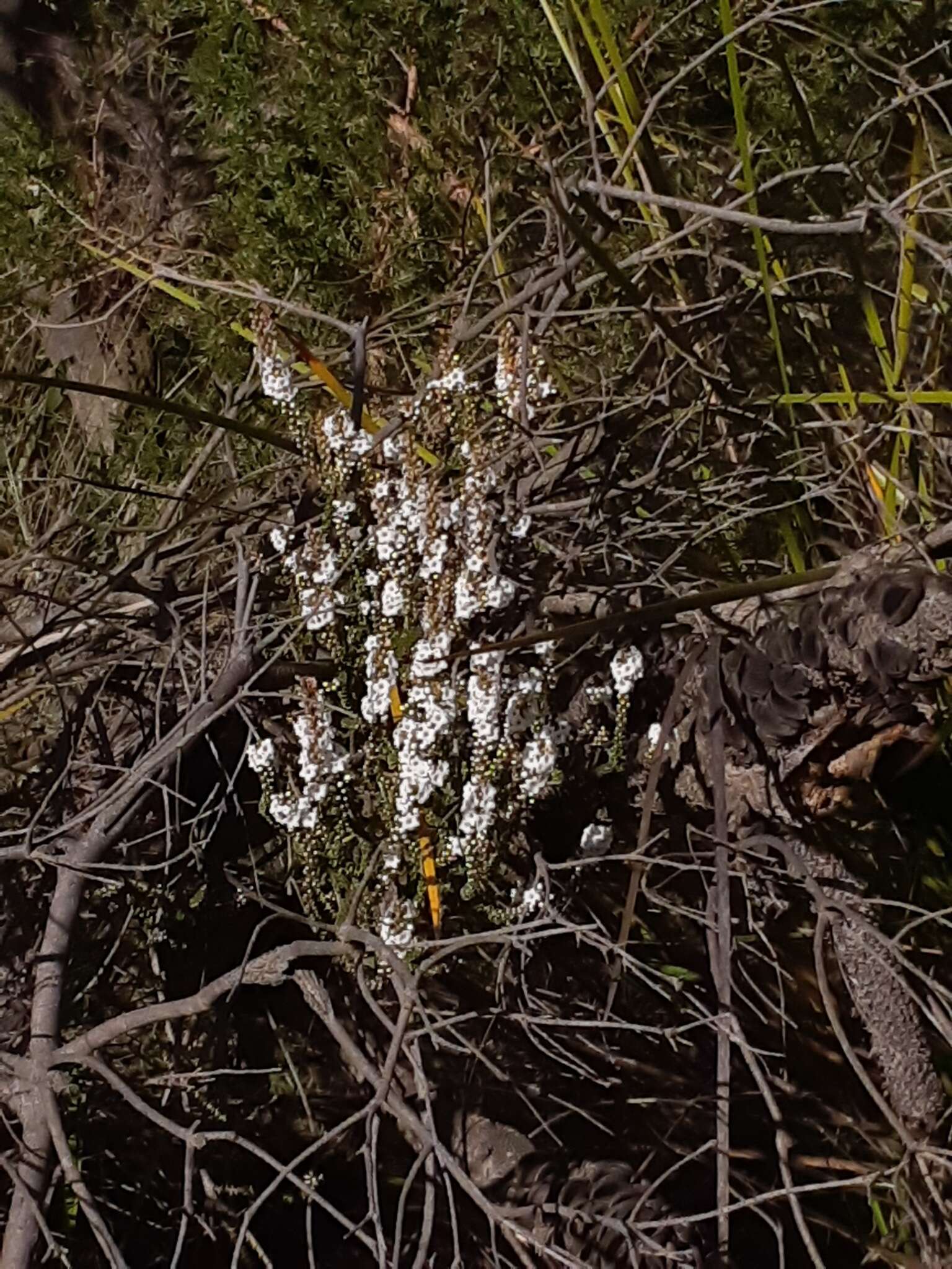 Sivun Epacris microphylla R. Br. kuva