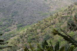 Image of Modjadji Cycad