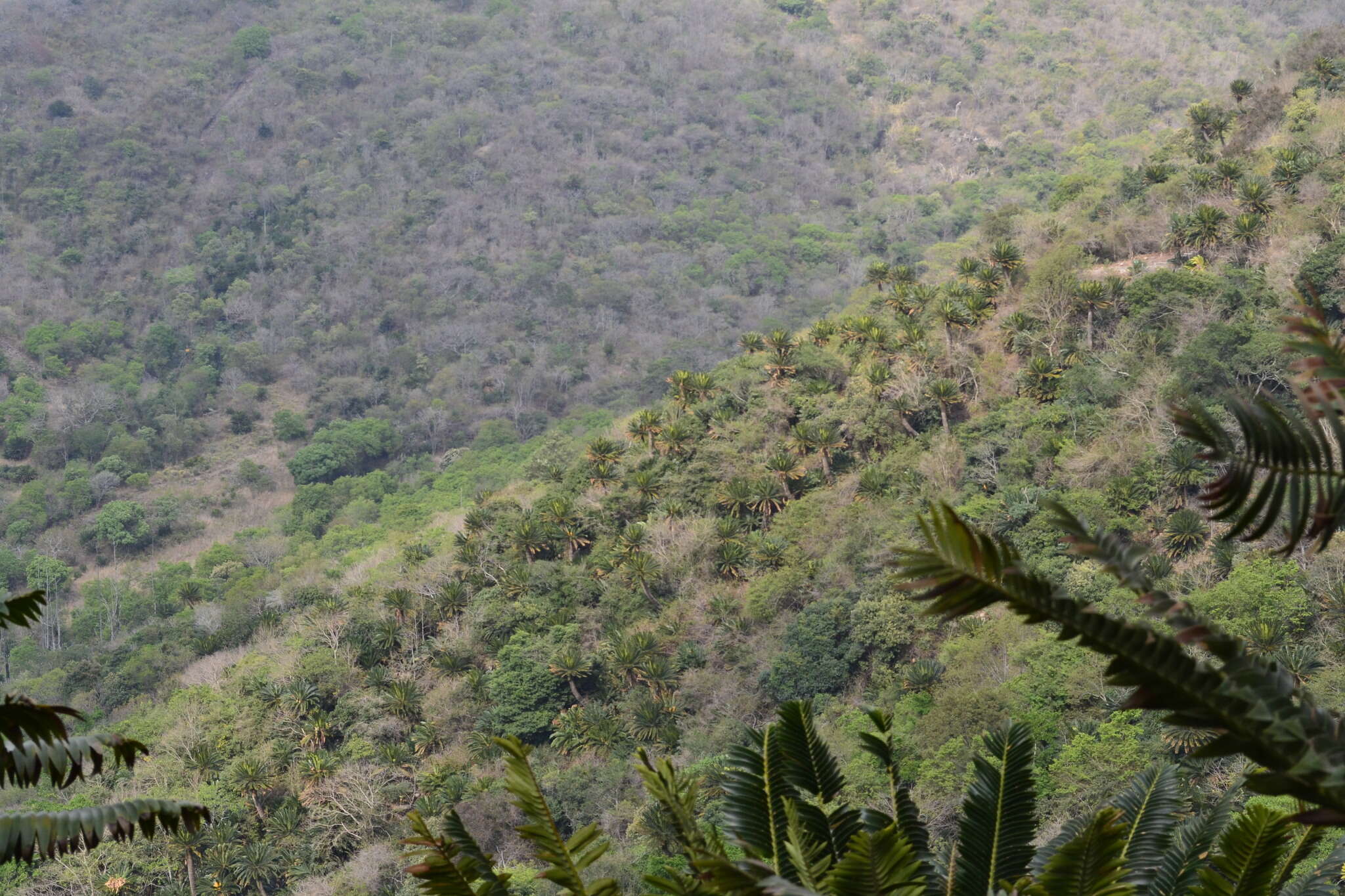 Image of Modjadji Cycad