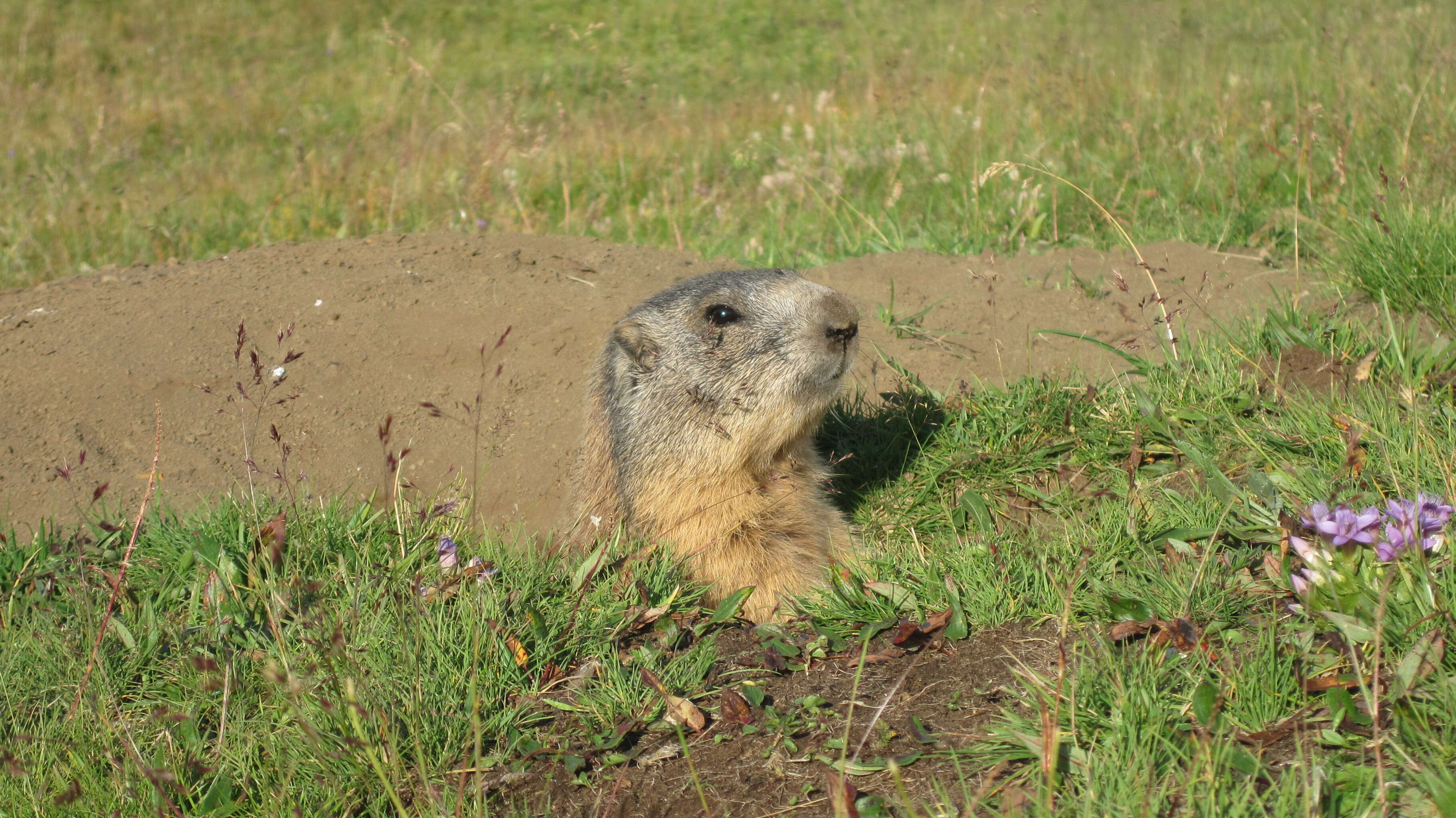 Imagem de Marmota marmota (Linnaeus 1758)