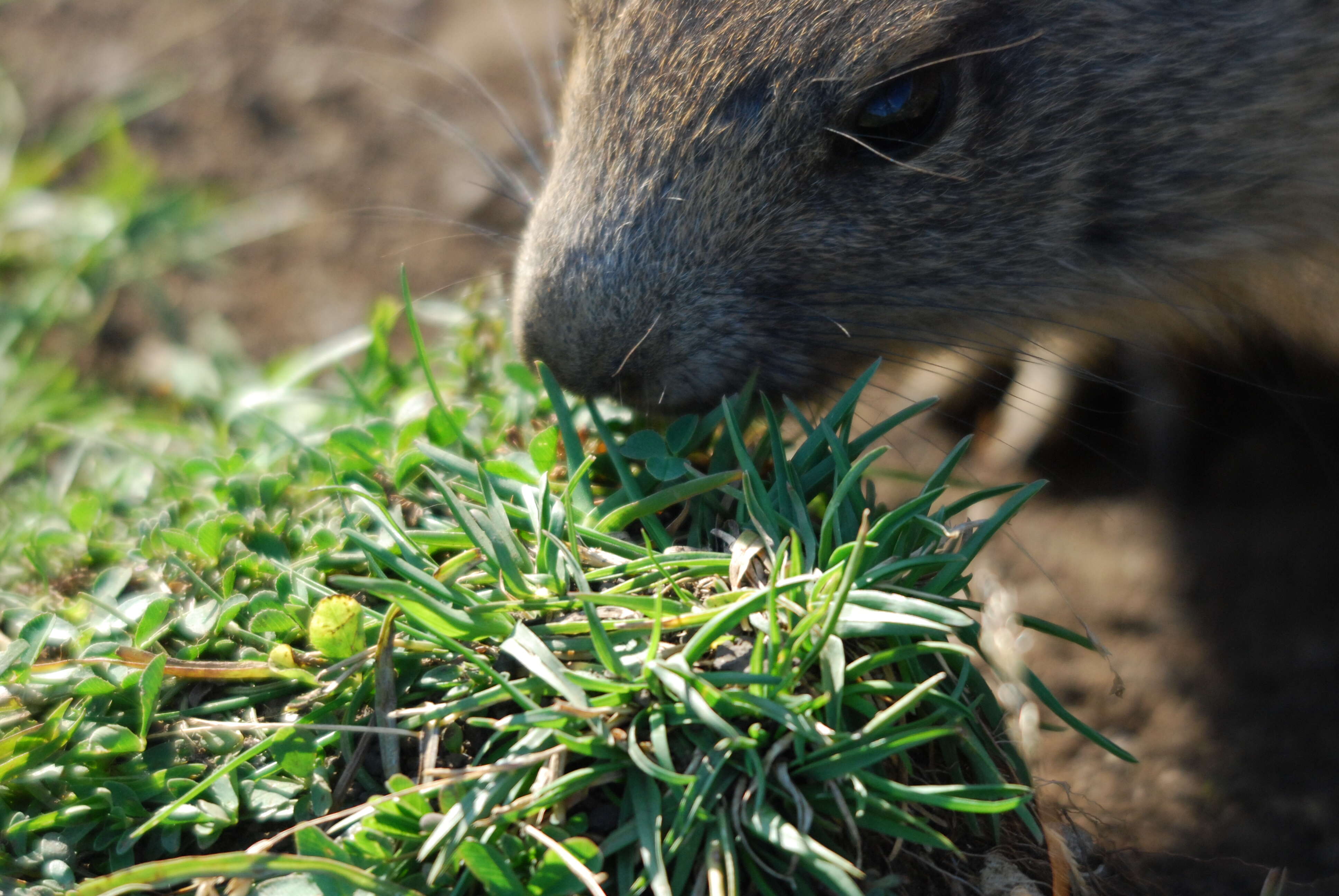 Imagem de Marmota marmota (Linnaeus 1758)