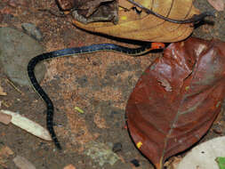 Image of Variable Reed Snake