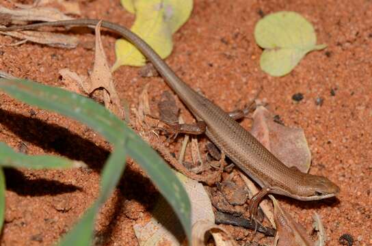 Image of Speckled sand skink