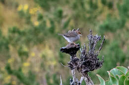 Imagem de Cisticola fulvicapilla silberbauer (Roberts 1919)