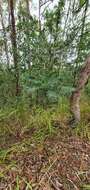 Image of Ailanthus triphysa (Dennst.) Alston