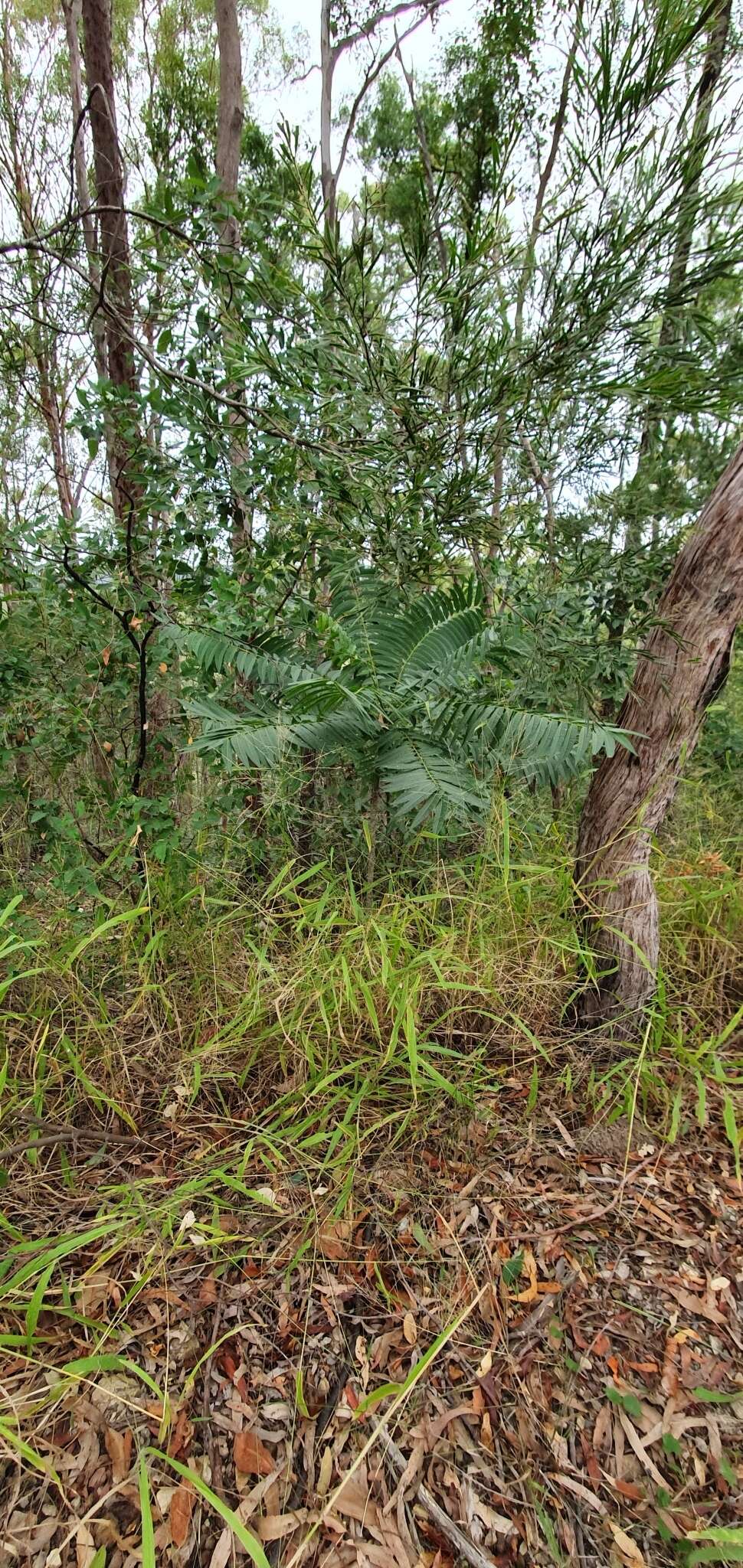 Image of Ailanthus triphysa (Dennst.) Alston