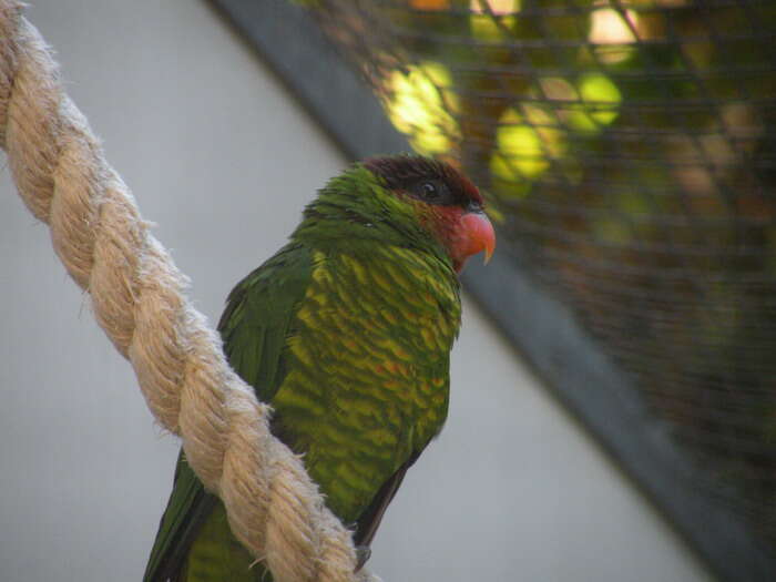 Image of Johnstone's Lorikeet