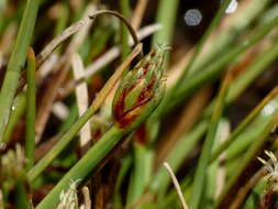 Слика од Isolepis crassiuscula Hook. fil.