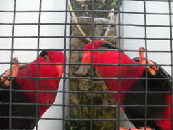 Image of Papuan Lorikeet