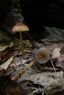 Plancia ëd Mycena atkinsoniana A. H. Sm. 1947