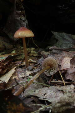 Image of Mycena atkinsoniana A. H. Sm. 1947