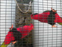 Image of Papuan Lorikeet