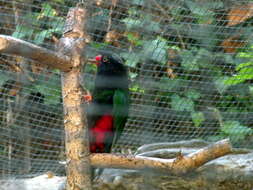 Image of Papuan Lorikeet