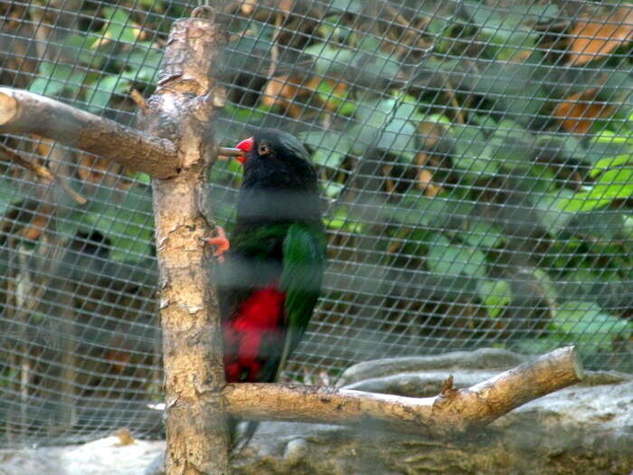 Image of Papuan Lorikeet