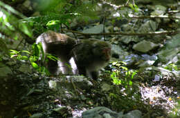 Слика од Macaca cyclopis (Swinhoe 1863)