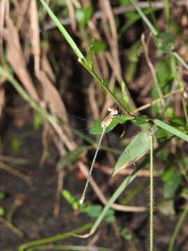 Imagem de Lestes elatus Hagen ex Selys 1862