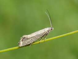 Слика од Glyphipterix thrasonella Scopoli 1763