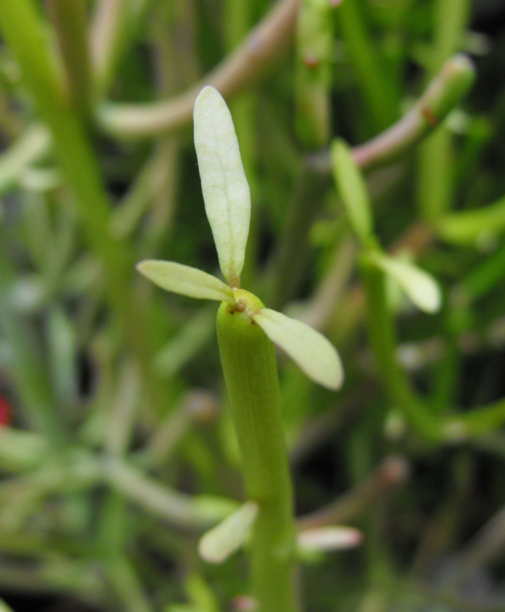 Image of Indiantree spurge