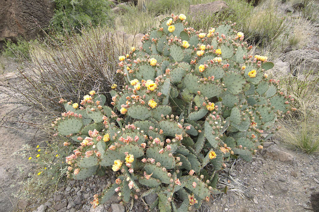 Opuntia azurea var. discolor的圖片