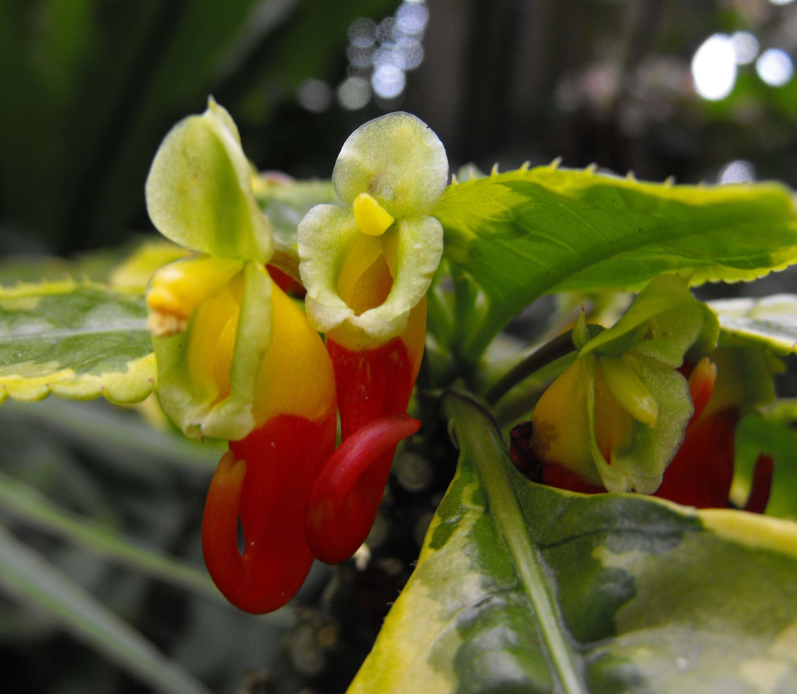 Image of Impatiens niamniamensis Gilg