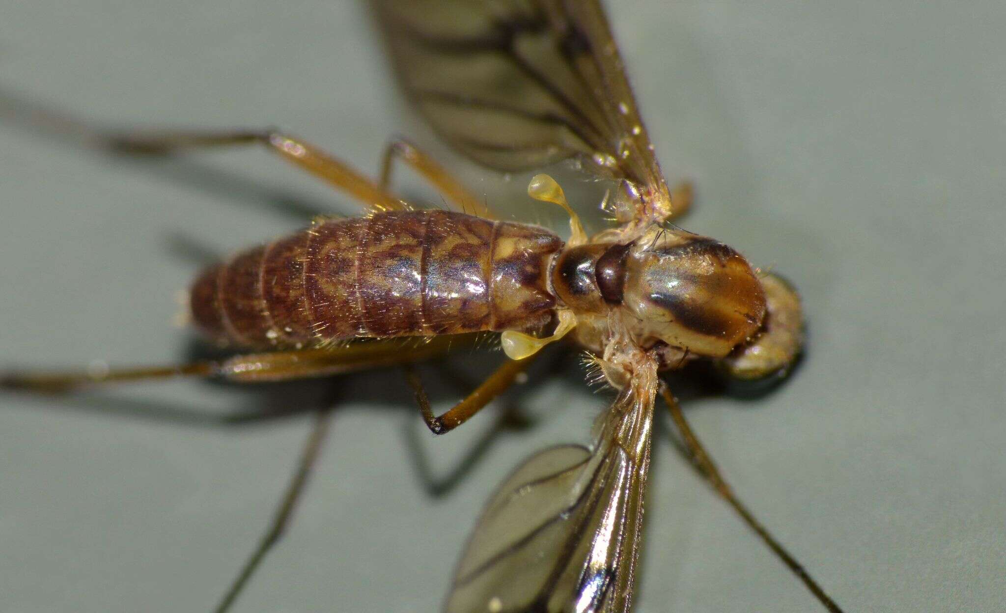 Image of Sylvicola notatus (Hutton 1902)