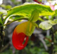 Image of Impatiens niamniamensis Gilg