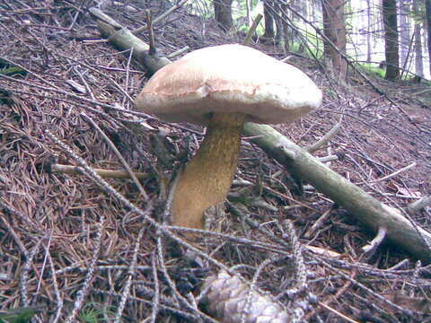 Imagem de Tylopilus felleus (Bull.) P. Karst. 1881