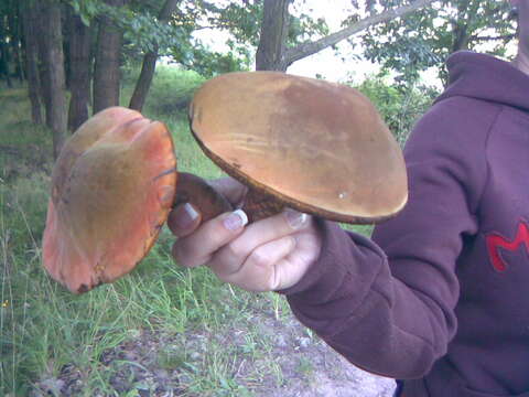 Image of Neoboletus luridiformis (Rostk.) Gelardi, Simonini & Vizzini 2014