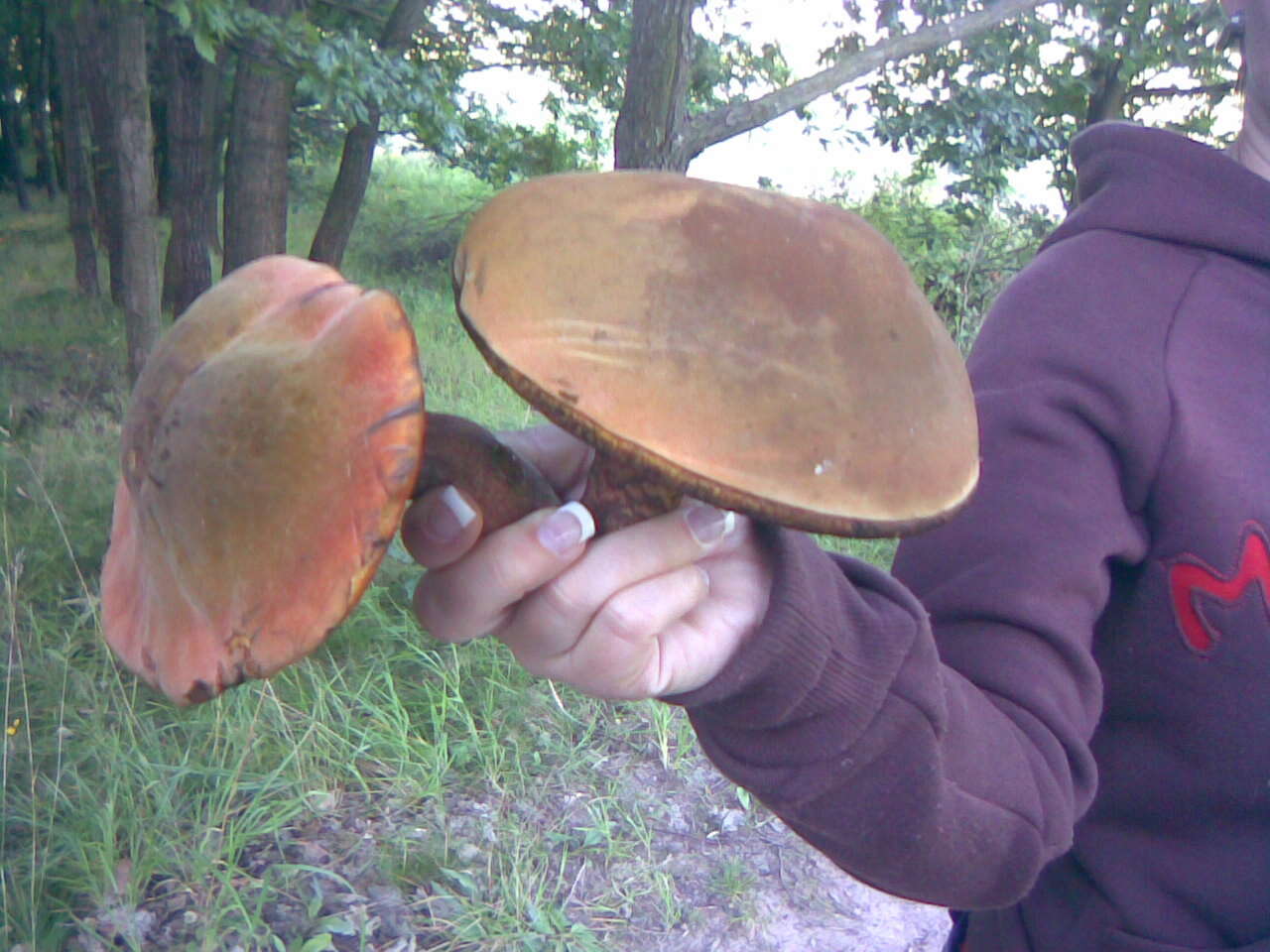 Image de Bolet à pied rouge