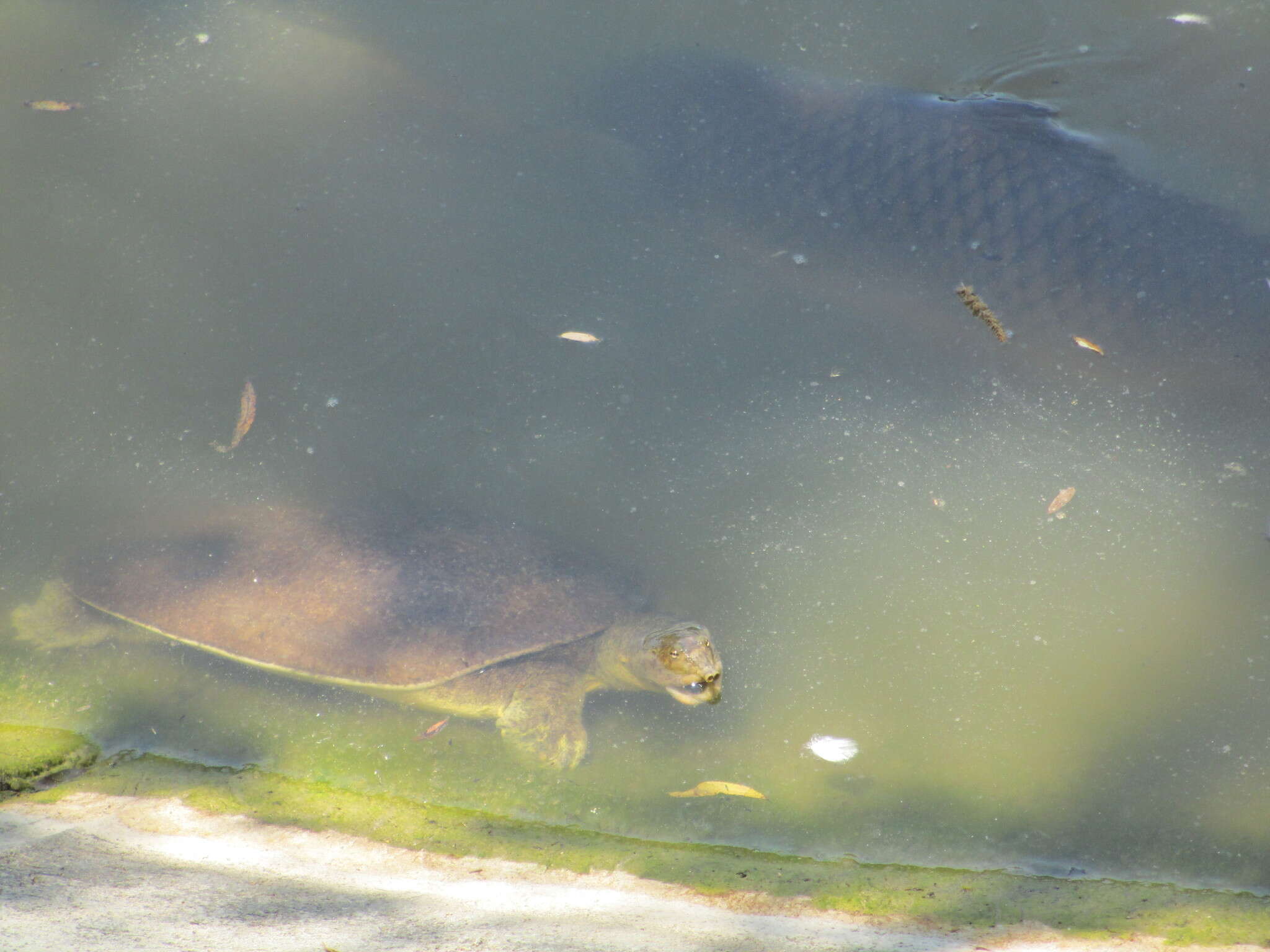 Image of Cyprinus carpio Linnaeus 1758