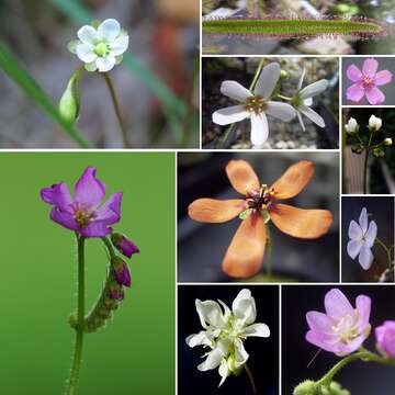 Imagem de Drosera dichrosepala Turcz.