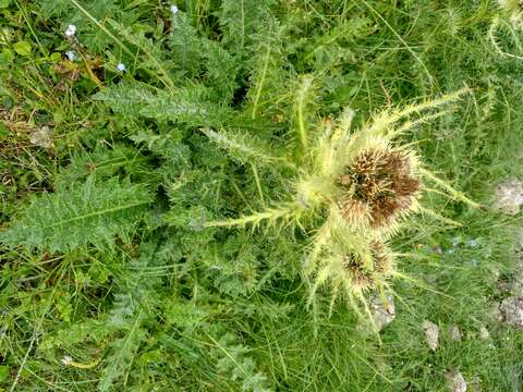 Image of Cirsium spinosissimum (L.) Scop.