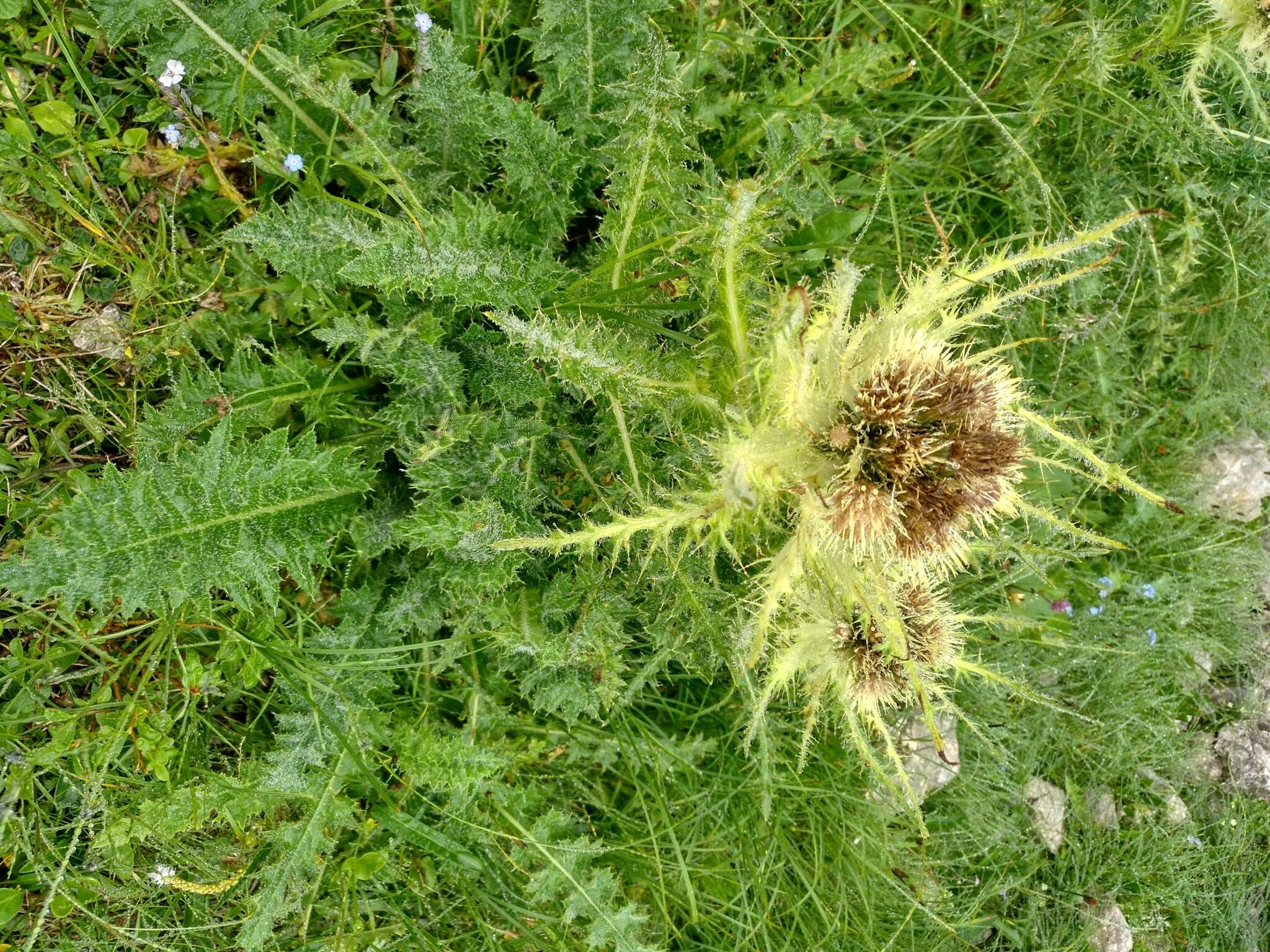 Image of Spiniest Thistle