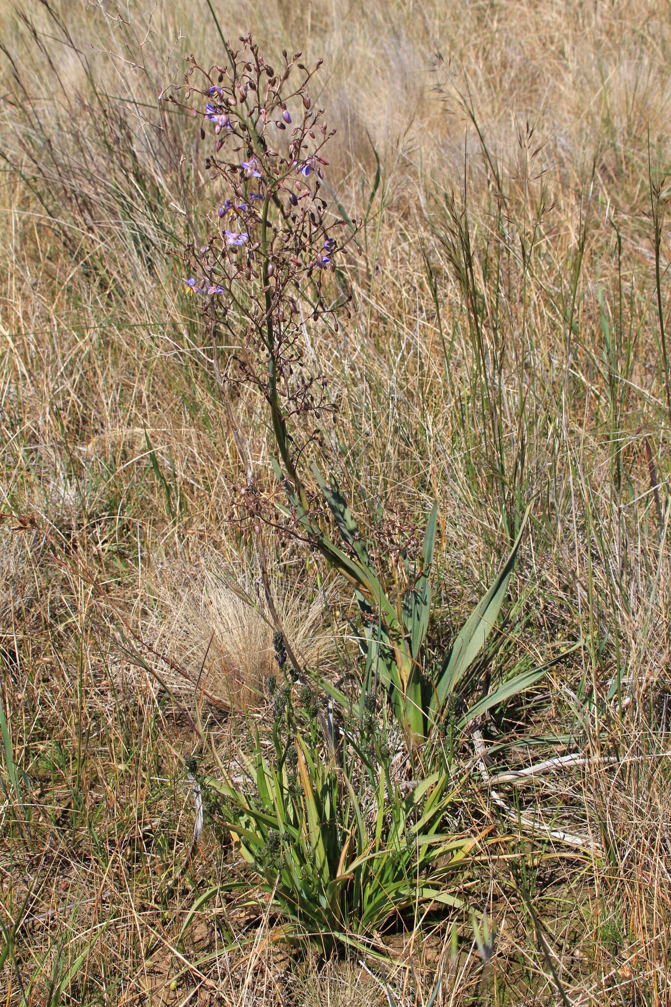 Image of Dianella longifolia var. grandis R. J. F. Hend.