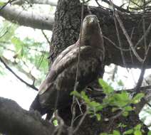 Image of Barred honey buzzard