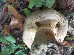 Image of Paxillus obscurisporus C. Hahn 1999