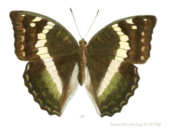 صورة Euthalia franciae Gray 1846