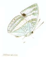 صورة Euthalia franciae Gray 1846