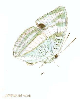 صورة Euthalia franciae Gray 1846