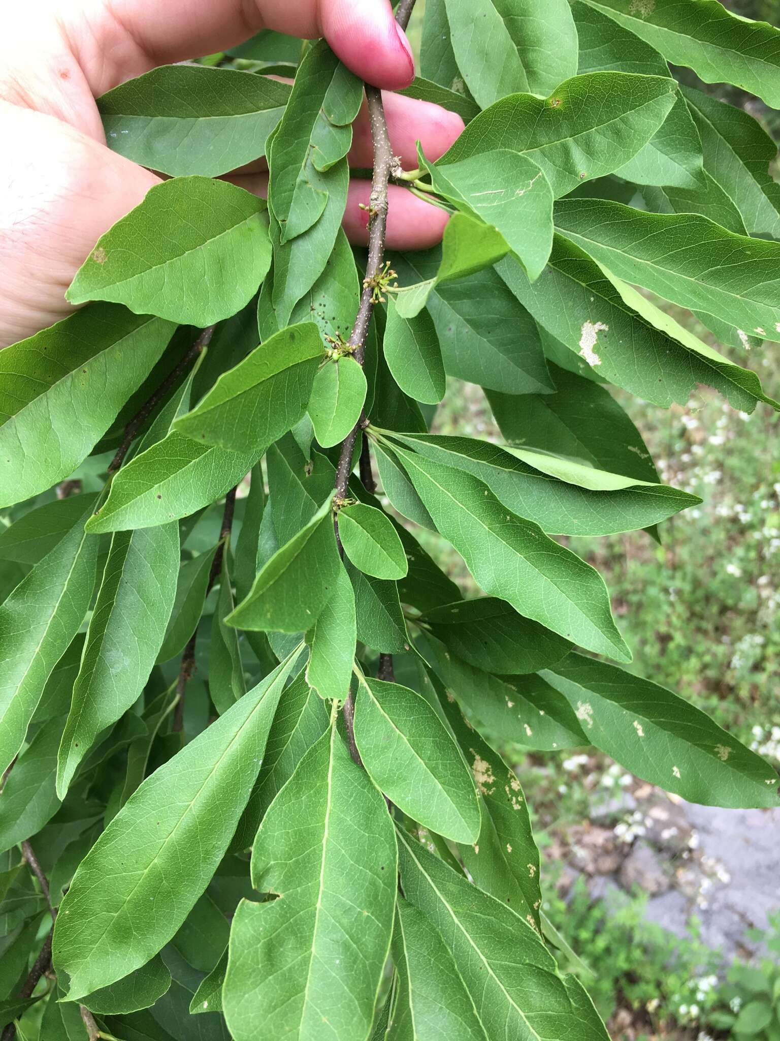 Image of buckthorn bully