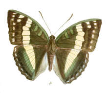 صورة Euthalia franciae Gray 1846