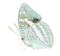 صورة Euthalia franciae Gray 1846