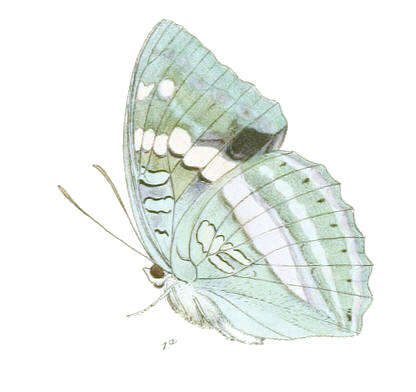 صورة Euthalia franciae Gray 1846